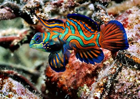 Redefining The Face Of Beauty Worlds Most Exotic Beautiful Fish