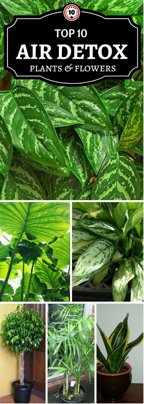 Open storage is great for displaying indoor plants. Top 10 Air Detoxifying Plants for Indoor Use | Bathroom plants
