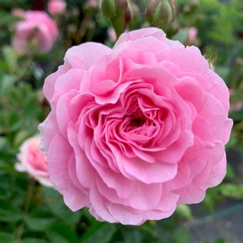 Pink Prosperity Rose Trevor White Roses Old Rose Specialist