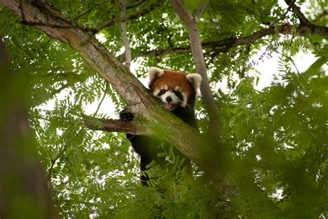 Red Panda Escapes From Columbus Zoo Update Scioto County Daily News