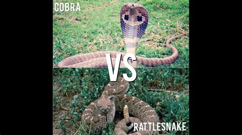 Cobra Vs Rattlesnake Hood And Tail Youtube