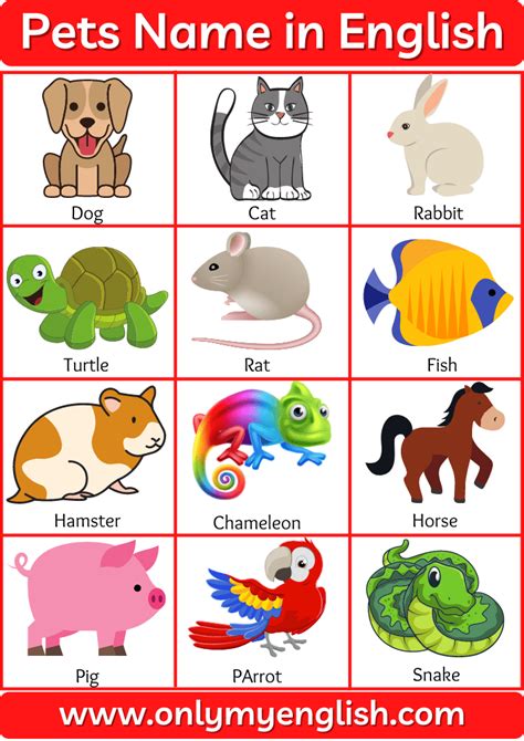 Pet Animals Name List Of Pet Animal In English With Pictures Animals