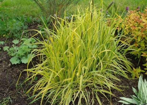 Rumput teki sering kali dianggap sebagai tumbuhan liar atau rumput liar. Padang rumput benih Lichen: penanaman dan penjagaan budaya