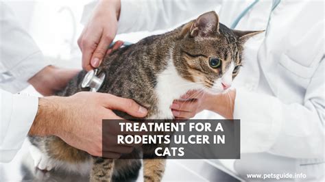 Treatment For A Rodents Ulcer In Cats 5 Tips To Know 2024