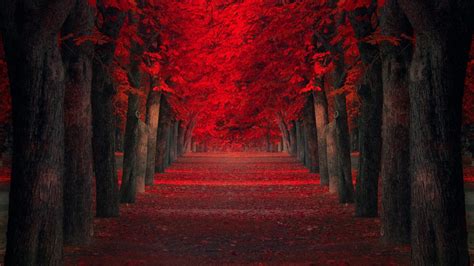 Path Between Autumn Red Leafed Trees 4k Hd Nature Wallpapers Hd