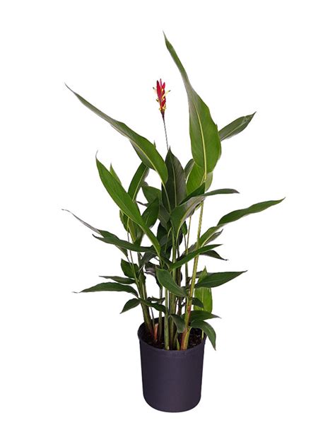 Can grow in partial shade to full sun. Buy Heliconia psittacorum 'Lady Di' | Free Shipping over $100
