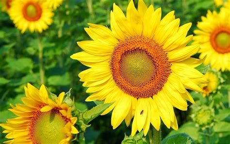 Sunflowers Like Beautiful Flowers Hd Wallpaper Peakpx