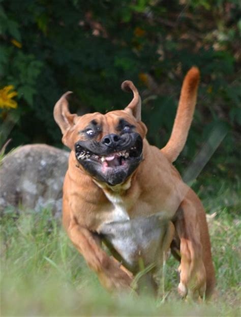 Scary Pet Faces Your Best Pictures Life And Style The Guardian