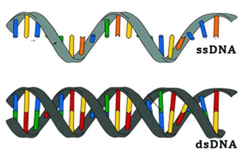 Single Stranded DNA Definition And Examples Biology Online Dictionary