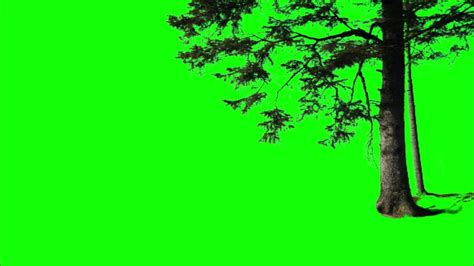 Free Green Screen Effects Tree With Roots Scene Fill In Youtube