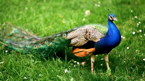 Beautiful bird desktop background picture. Bird Peacock Wallpaper | HD Wallpapers
