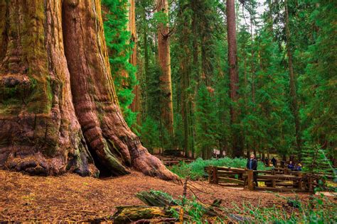 California Redwood Forests A Guide To The Tallest Trees On Earth