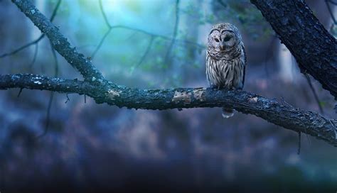 1336x768 Owl Nature Forest Laptop Hd Hd 4k Wallpapersimages