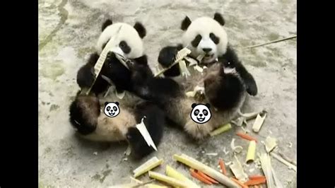 Baby Pandas Enjoy Kindergarten Life In Chinas Sichuan Youtube