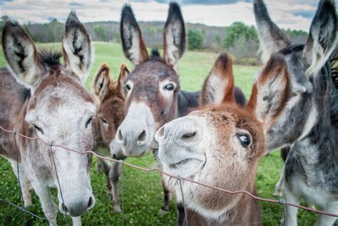 Herd Of Donkeys Stock Photo Dissolve