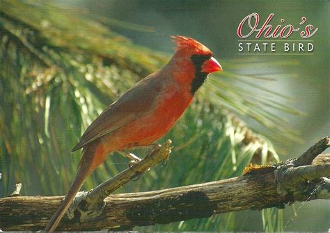 Projek Satu Dunia One World Project Usa Ohio State Bird 1