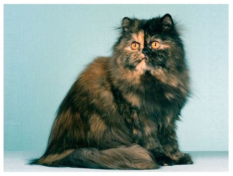 Tortoiseshell Persian Cat Price Face Great Bloggers Photogallery