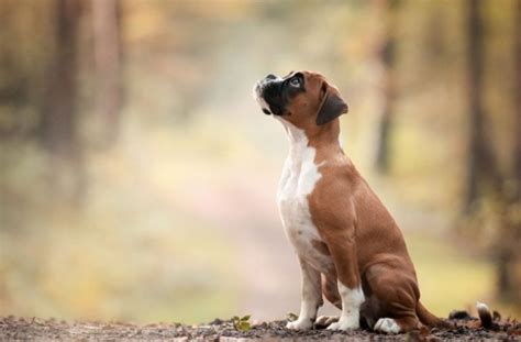 Las 10 Mejores Fotos De Perros Del Mundo Según Kennel Club Británico