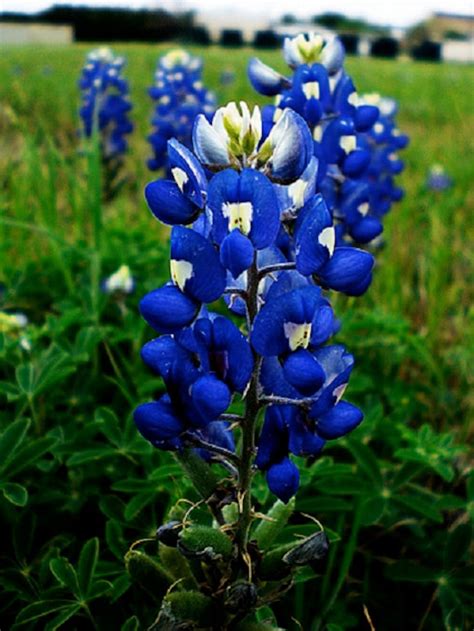 Blue Texas Bluebonnet Flower Seeds Lupinus Perennial 40 Etsy