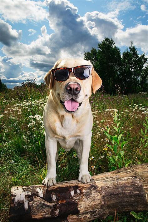 506 Labrador Sunglasses Photos Free And Royalty Free Stock Photos From