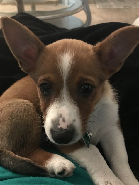 We are a professional corgi breeder with more than 40 years experience in dog breeding. Pembroke Welsh Corgi Puppies For Sale | East Fulton Street ...