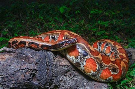 Carpet Python Breeding Habits