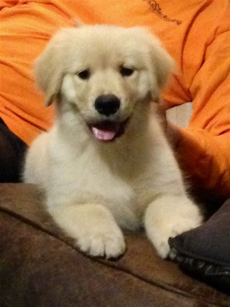 Are you considering getting a puppy? Wonderland's Golden Retrievers, Melrose, Florida, Golden ...