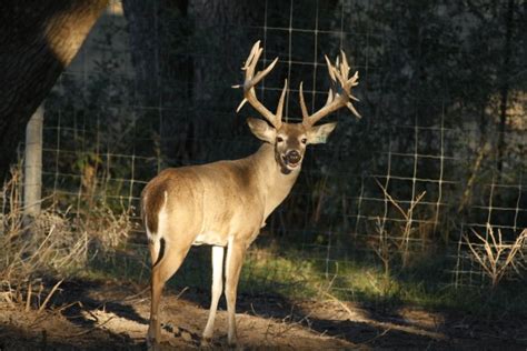 Breeder Buck Berry Whitetails Heller Deer Farm — Heller Deer Farm