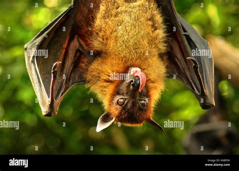 Flying Fox With Long Tongue Stock Photo Alamy