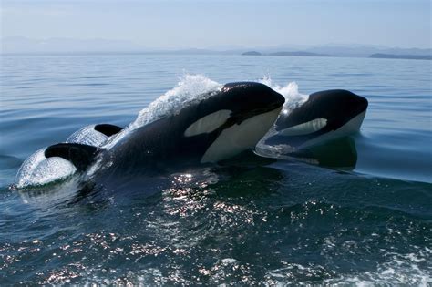 Warunki zakładu bez ryzyka opisano w regulaminie oraz oficjalnym komunikacie, dostępnym na www.efortuna.pl. Find Out Where Killer Whales Live