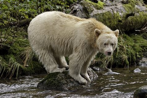 Kermode Bear Wallpapers Animal Hq Kermode Bear Pictures 4k