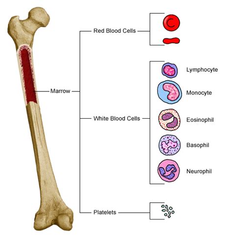 Every long bone is capped with wide areas on each end which are called epiphyses. Bone Marrow| Interactive Health