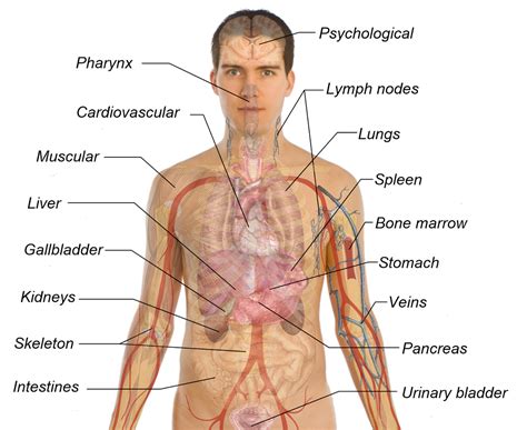 Chart Of Organs In Body