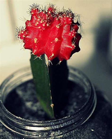We did not find results for: How to Grow Grafted Ruby Ball Cactus