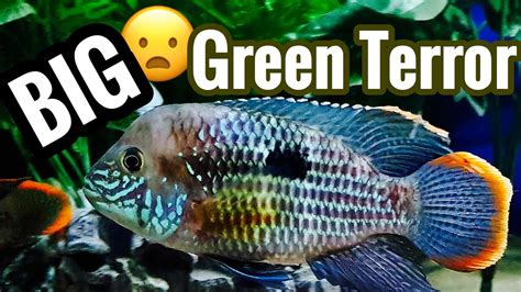 Green Terror Cichlid Size Tank Mates Care And More
