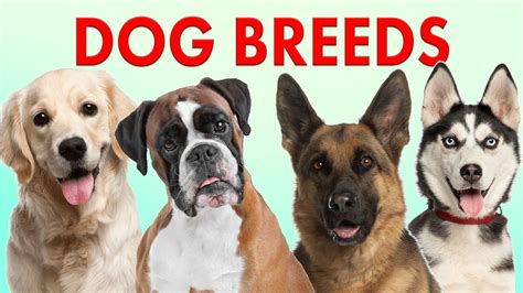 Breeds Of Dogs Part 1 Learn Different Types Of Dogs Dog Breeds