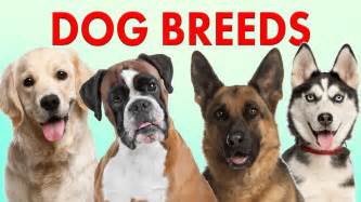 How Many Different Types Of Dogs Are There | Examples and Forms