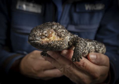 reptile cruelty in the illegal wildlife trade australian geographic