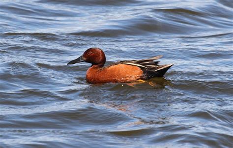 Cinnamon Teal Ducks Purely Poultry Teal Duck Backyard Flocks