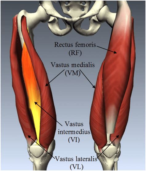 Quadriceps Muscle Tightness Pain Stretching And Strengthening Exercise