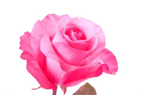 Thrill Standard Rose Roses Flowers By Category