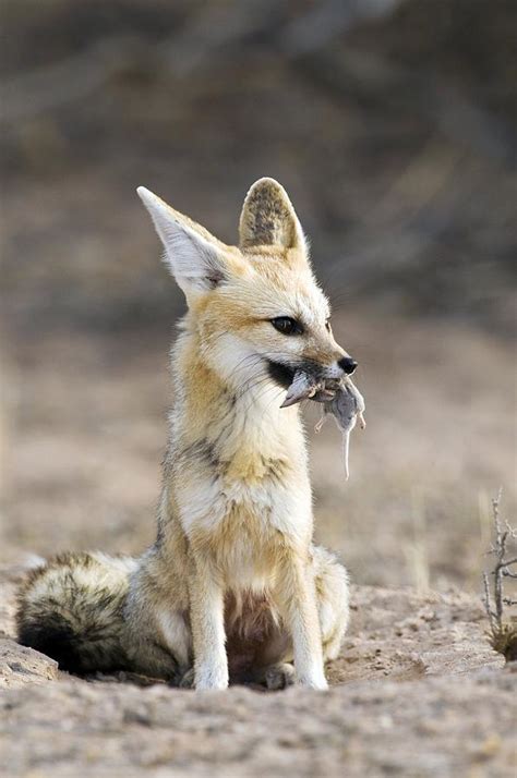 Cape Fox With Prey Photograph By Tony Camacho Fine Art America
