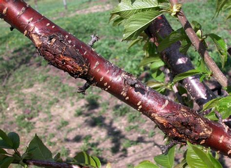 Ten Step Program To Manage Bacterial Canker Of Sweet Cherry Purdue