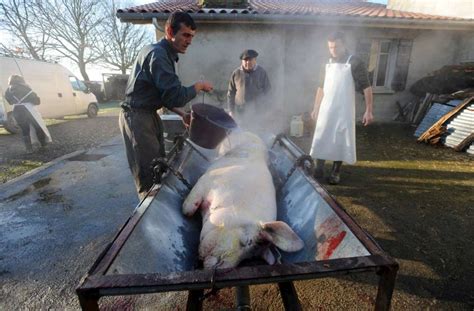 Lussagnet 40 Le Tue Cochon En Famille Tradition Paysanne Qui Se