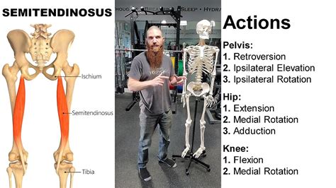 The Semitendinosus Muscle Skeletal Anatomy Muscular Anatomy Nerve