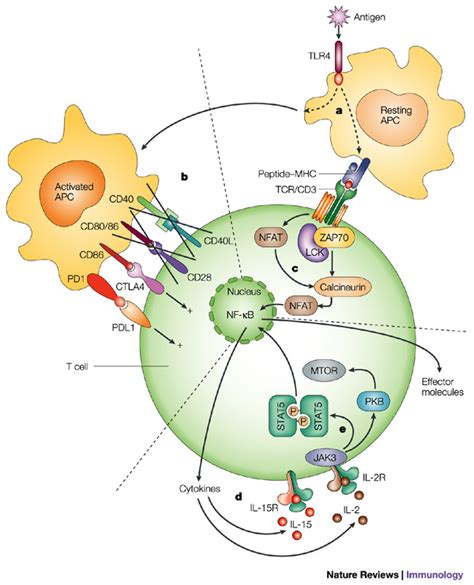 5 Antigen Presenting Cells Diagrams Biological Science Picture