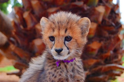 A Pet Cheetah Baby Cheetahs Very Cute Baby Cheetah Cubs