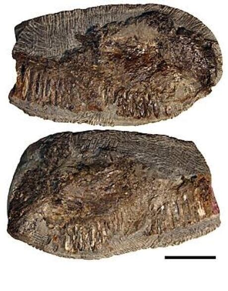Bcs 1st Pterosaur Fossil Identified Cbc News