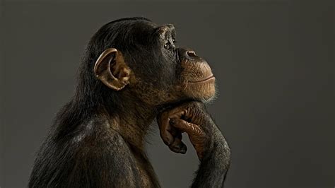 Hd Wallpaper Animal Animals Chimpanzees Monkeys Primate Wildlife