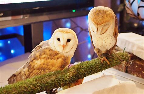 What It Is Like To Become Friends With Owls In Tokyo Japan Travel